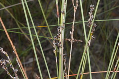 Machaerina juncea