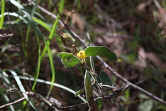 Acacia humifusa