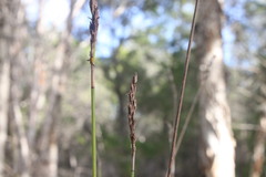 Machaerina juncea