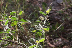 Acacia humifusa