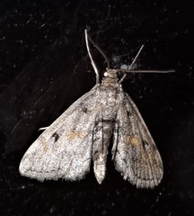 Parapoynx crisonalis