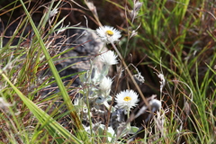 Coronidium newcastlianum