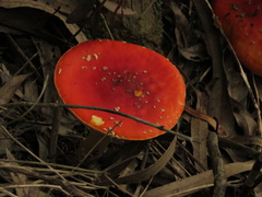 Amanita muscaria