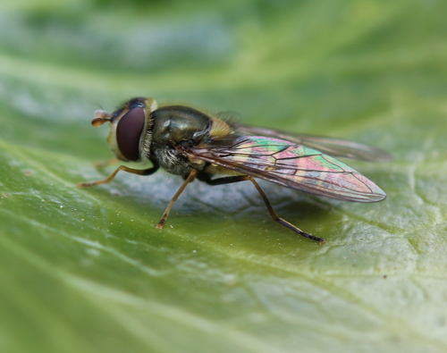Parasyrphus malinellus