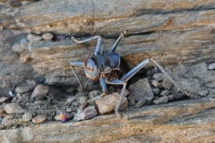 Acanthoplus