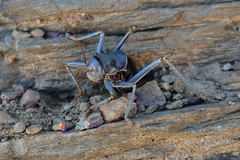 Acanthoplus