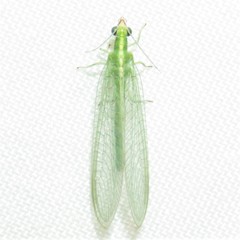 Chrysoperla comanche