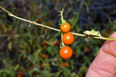 Solanum capense image