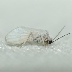 Coniopteryx