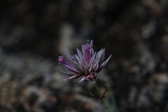 Polycarpaea spirostylis