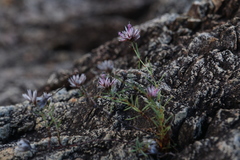 Polycarpaea spirostylis