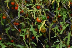Image of Solanum capense
