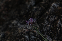 Polycarpaea spirostylis