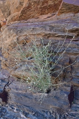 Helichrysum tomentosulum image