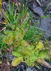 Pinguicula corsica