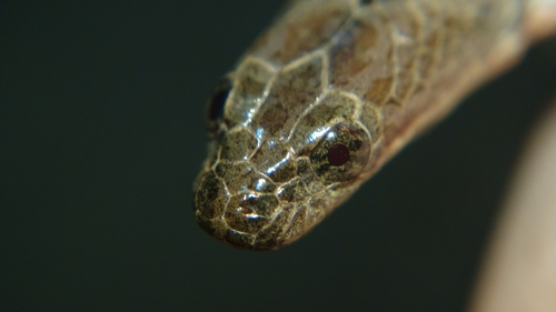 Mekong Mud Snake, Enhydris subtaeniata