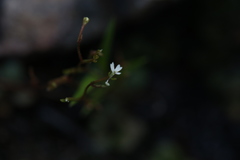 Stylidium tenerum