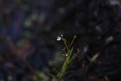 Stylidium tenerum