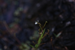 Stylidium tenerum