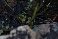 Stylidium tenerum