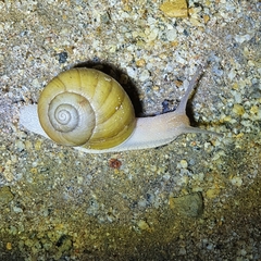 Xanthomelon pachystylum