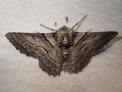 Hypobapta tachyhalotaria