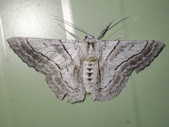 Hypobapta tachyhalotaria