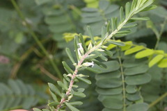 Styphelia margarodes