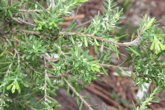 Styphelia margarodes