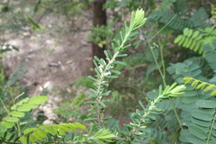 Styphelia margarodes