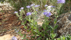 Veronica orsiniana