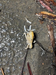Engaeus affinis