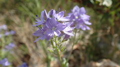 Veronica orsiniana