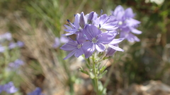 Veronica orsiniana