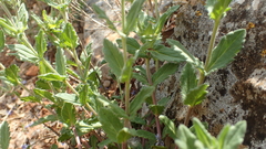 Veronica orsiniana
