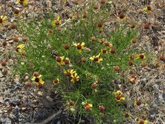 Helenium amarum amarum