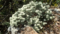 Hormathophylla spinosa