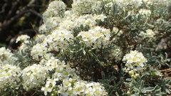 Hormathophylla spinosa