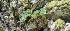 Dioscorea communis