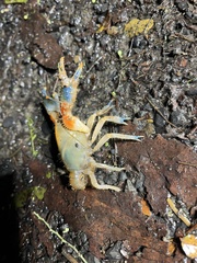 Engaeus affinis