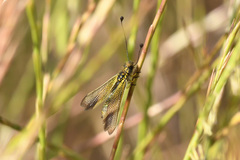 Libelloides ictericus