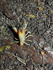 Engaeus affinis