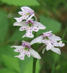 Galearis rotundifolia