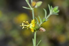 Vahlia capensis image