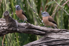 Spermestes griseicapilla
