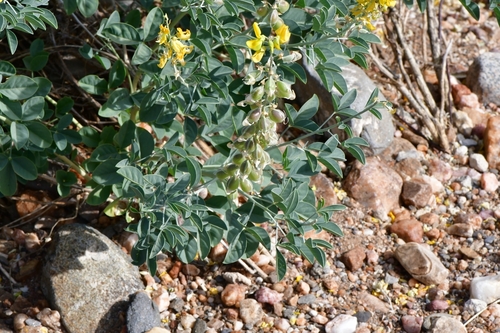 Crotalaria saltiana image