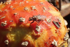 Tapeigaster nigricornis