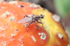 Tapeigaster nigricornis