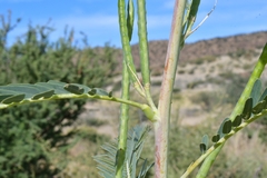 Sesbania sphaerocarpa image