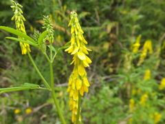 Melilotus altissimus